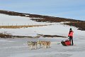 Dog sledding (11)